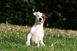 JACK RUSSEL 151